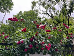 -徐家汇源景区-衡山公园