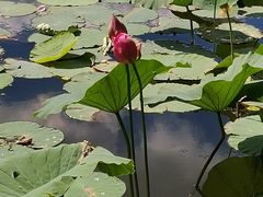 -长春市南湖公园