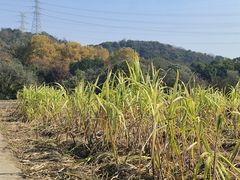 -八卦田遗址公园
