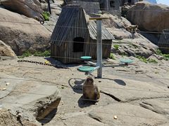 -西霞口神雕山野生动物世界