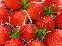 -Dark Horse·黑马蛋糕·低脂·低糖淡奶(金匙望湖大厦店)