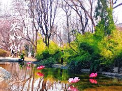 -桃花堤公园