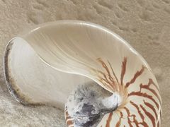 -青岛贝壳博物馆