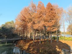 -贡湖湾湿地公园