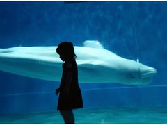 -芜湖新华联大白鲸海洋公园