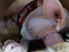 -藏猫猫咖啡主题馆(中央大道店)