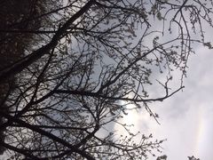 香雪海-香雪海