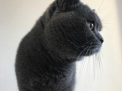 -米苏动物医院·犬猫专科·骨科外科内窥镜