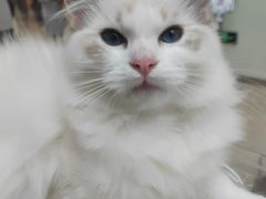 -斯普瑞斯奥特莱斯