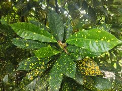 -深圳仙湖植物园