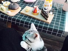 -喵zoo家庭繁育猫舍(尖东智能花园店)