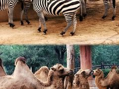 -石家庄市动物园