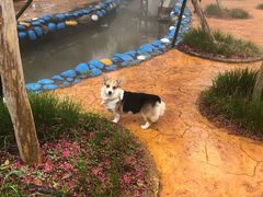 -武汉紫薇都市田园