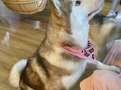 -Husky Go! 哈士奇体验馆·宠物咖啡厅狗咖