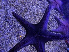 -波塞冬海底世界