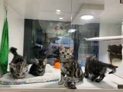 -李小姐の猫咖啡馆(五角场店)
