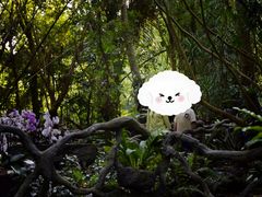 -呀诺达热带雨林