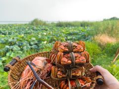 -七的湖·晚芳亭·阳澄湖农家菜·大闸蟹(莲花岛店)
