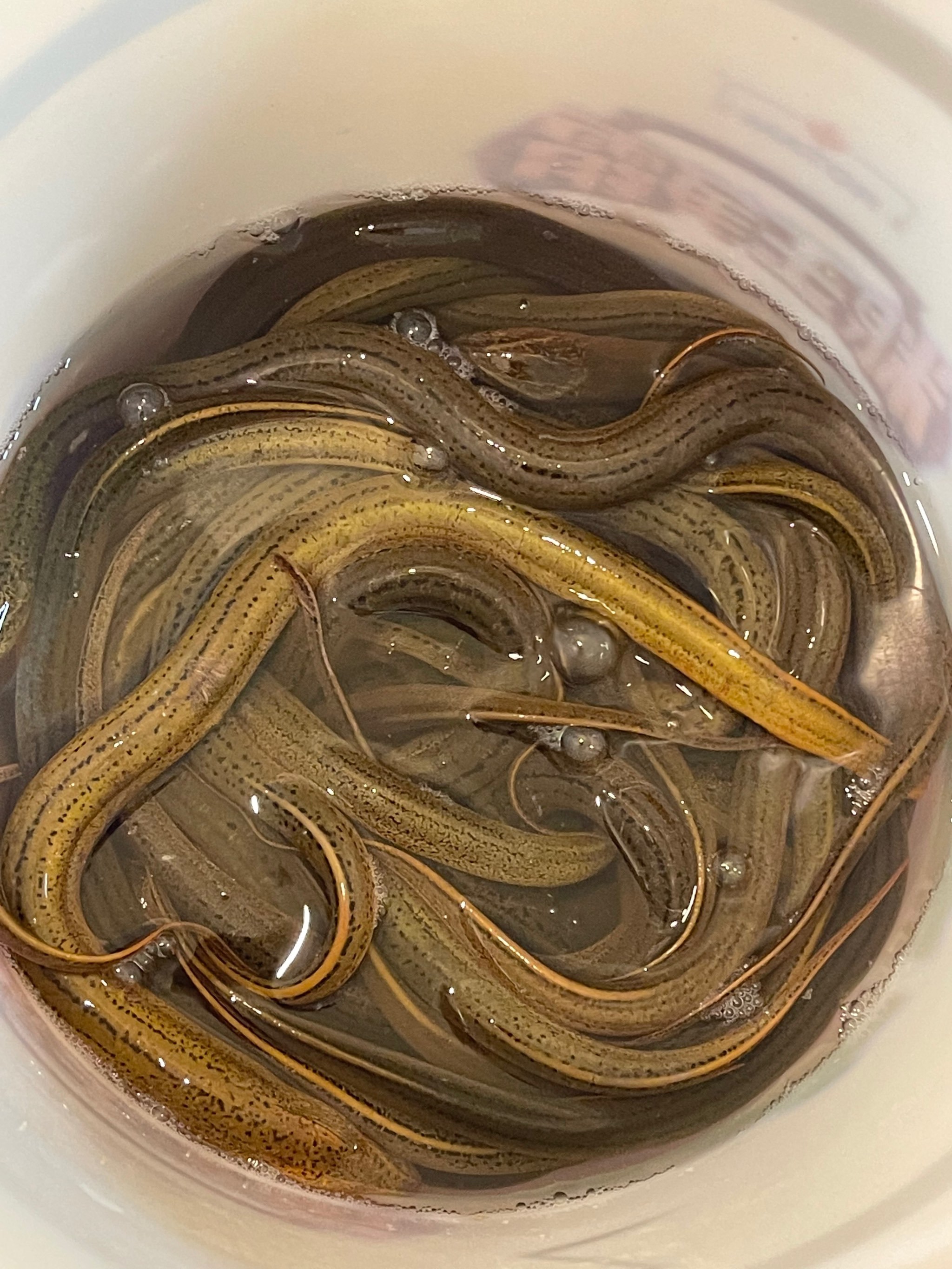 苏州相城区野生黄鳝