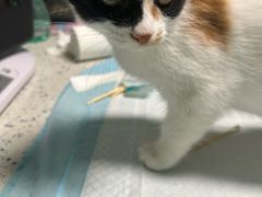 -半岛宠物医院24小时(科华中路店)
