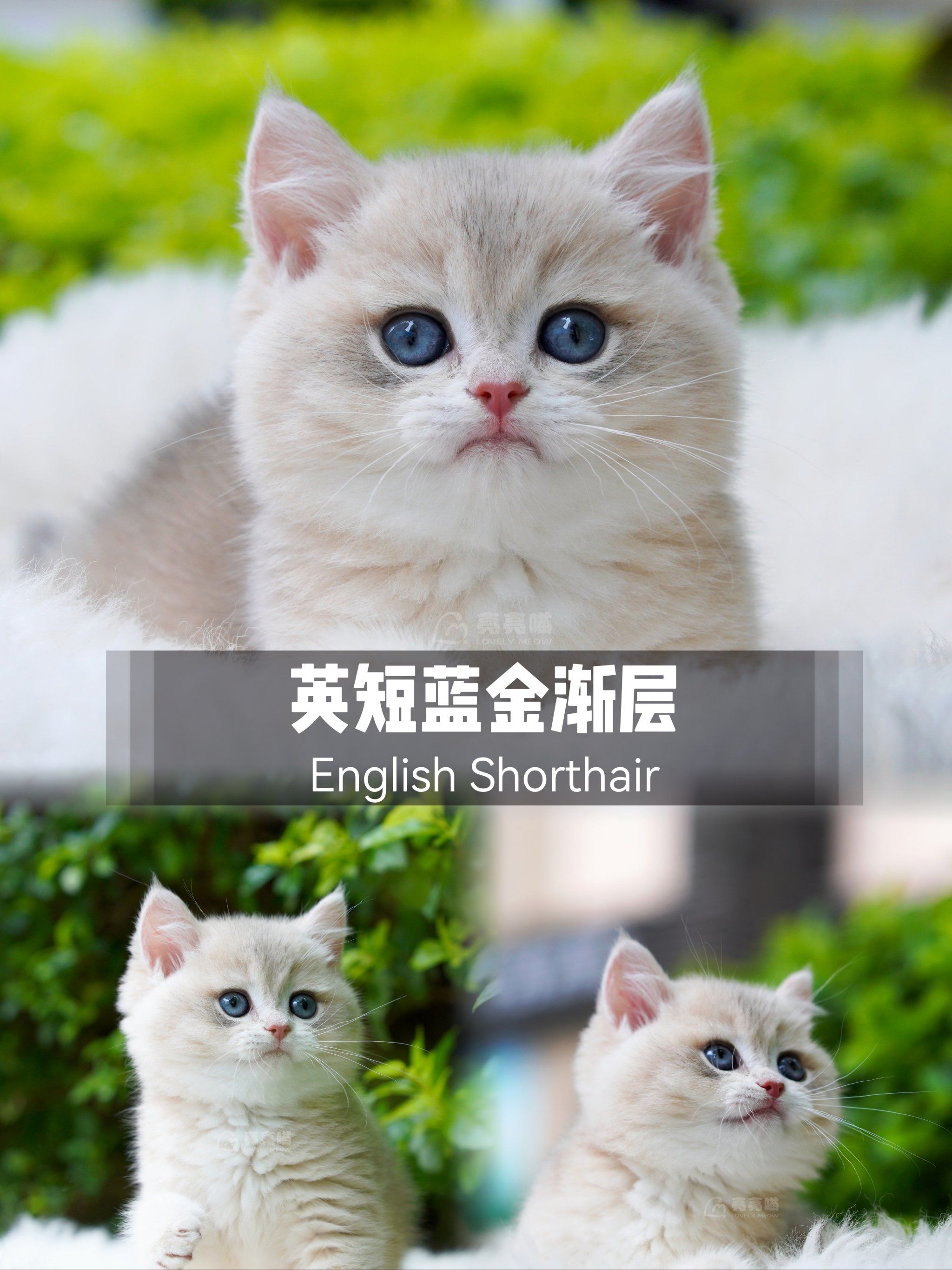 英短蓝金渐层|深圳17年老店|售后包一年