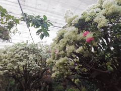 -呀路古热带植物园
