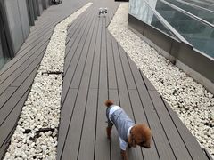 -百好乐宠物友好餐厅(朝外大街店)