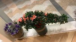-娇玫荟SPA