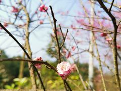 -铁山坪森林公园