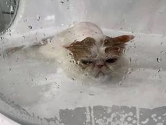 -Pets First伊珊娜洗护·精致美容·家庭式寄养(新会路店)