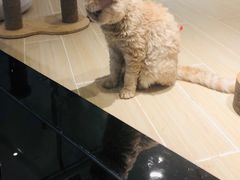 -momokira米努特·德文卷毛猫·棉花面纱犬