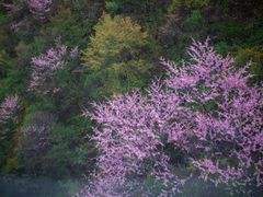 -秦岭天竺山景区