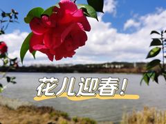 -七彩云南茶(七彩云南第壹城店)