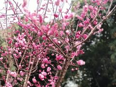 -望江楼公园