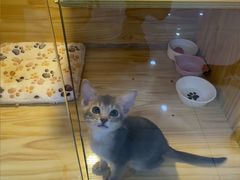 -小猫来了猫舍(福田店)