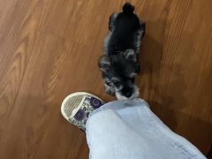 -翊宠yipet猫狗购宠庄园犬舍•猫舍