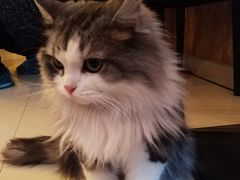 -名猫咖啡馆·撸猫·拼豆