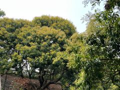 -大屏嶂森林公园