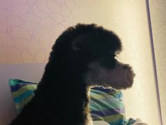 -喵百万·布偶·蓝金金渐层英短·猫舍(百子湾店)