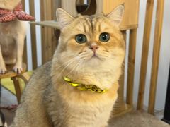 -柴迷FANS CLUB·柴犬狗咖·猫咖