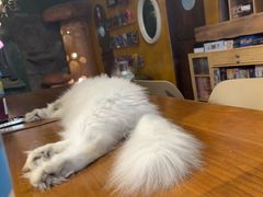 -猫猫幼稚园·撸猫·桌游·电玩