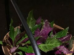 紫背菜-毛辣果·酸(OHA复兴西路店)