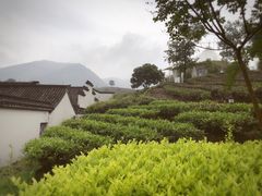 -帐篷客·溪龙茶谷度假酒店