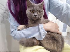 -楼上猫咖(罗湖店)