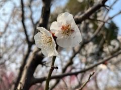 -香雪海