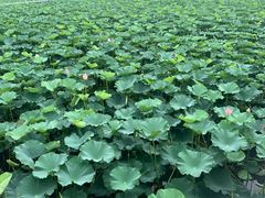 -重元寺香积厨素斋馆