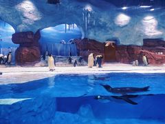 -海合安成都极地海洋公园