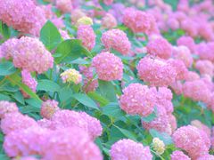 -上海滨江森林公园