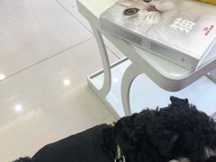 -全心全意连锁动物医院·微创中心·内科急重症·心脏专科(丰管路店)