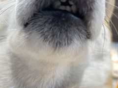 -柴务处·柴犬主题狗咖